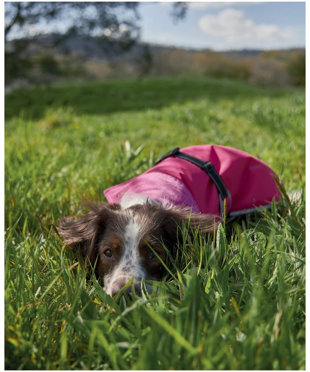 Barbour dog online coat uk