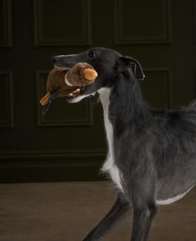 Barbour Dog Accessories