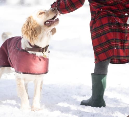 Winter dog walking clothes hotsell